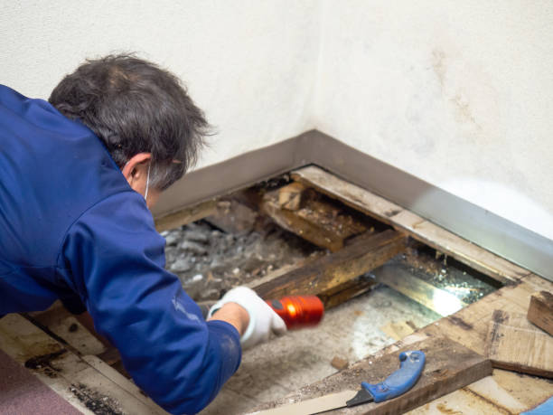 Best Mold Testing and Removal  in Lake Montezuma, AZ